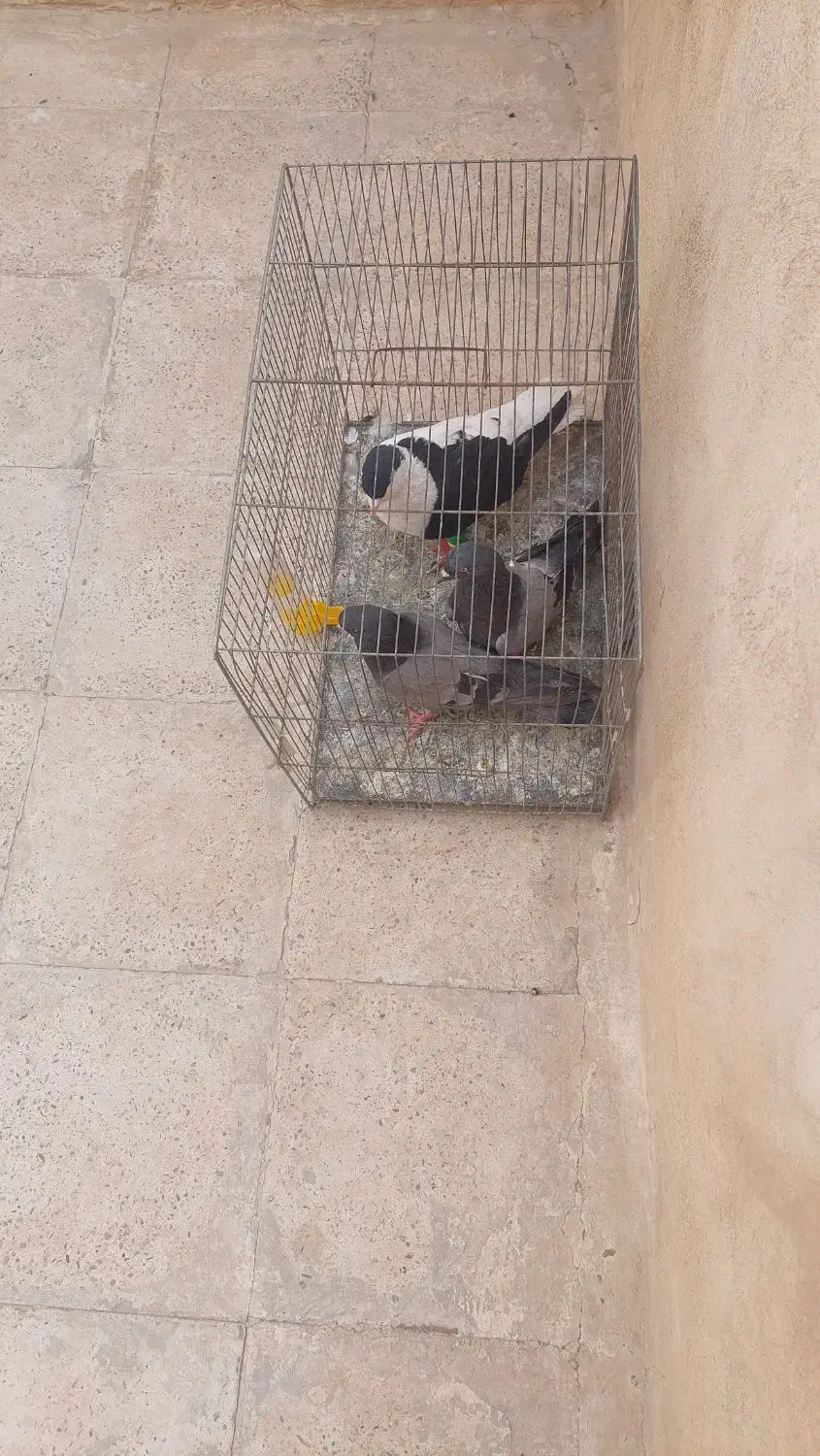 کبوترسیاه چپ چادری نر|پرنده|اسلامشهر, شهرک مهدیه|دیوار