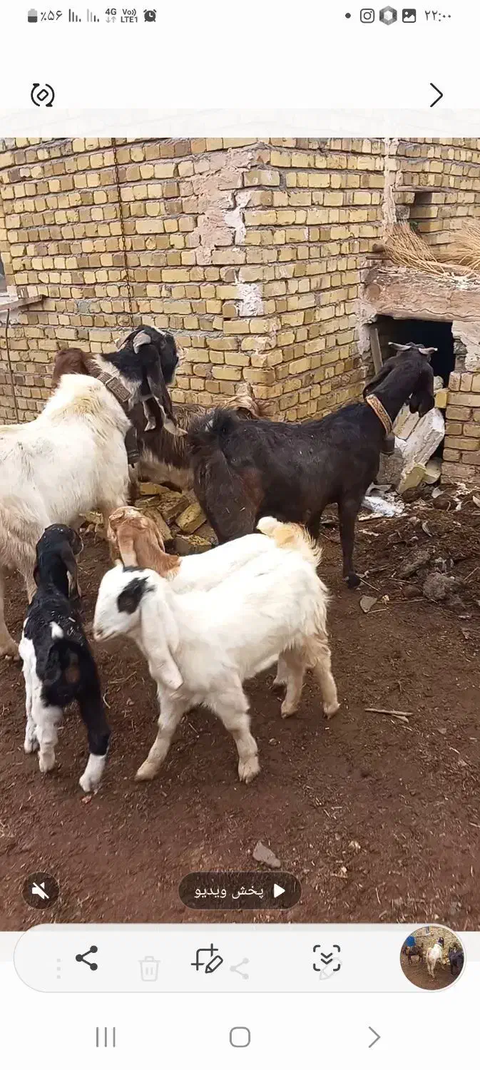 بزوبزغاله پاکستانی|حیوانات مزرعه|خرمدشت, |دیوار