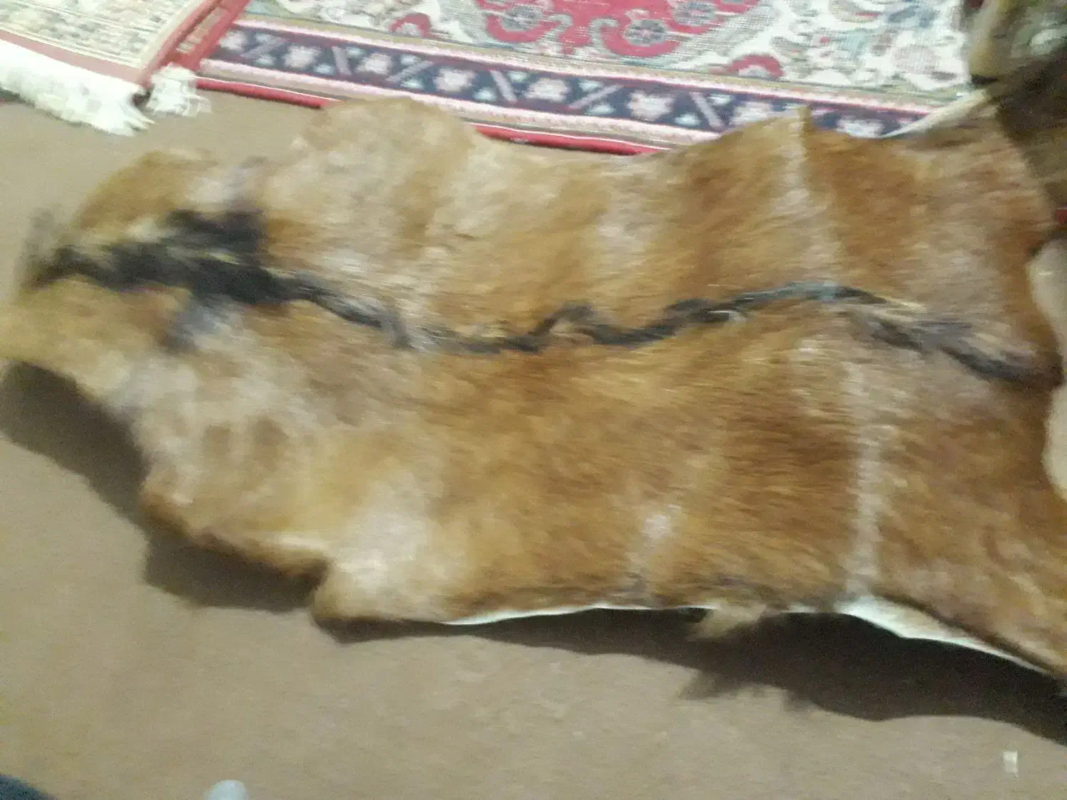 یک عدد پوست بز|گلیم، جاجیم، گبه|فردیس, منظریه|دیوار