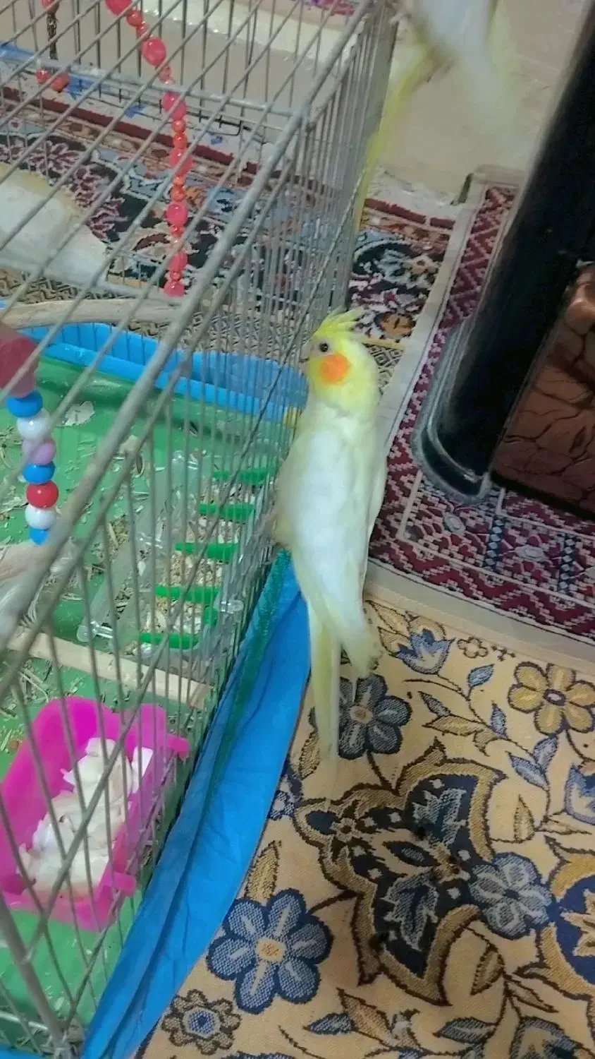 عروس هلندی 8ماهه دستی|پرنده|خوانسار, |دیوار