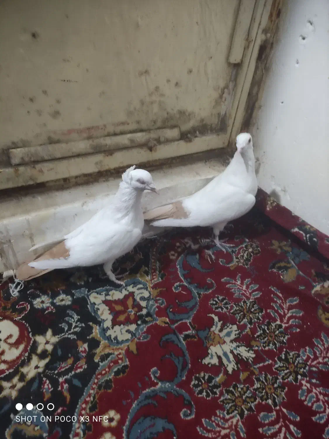 دم زرد کرمونی کاکولی دم سرخ|پرنده|تربت‌حیدریه, حسنی بالا|دیوار