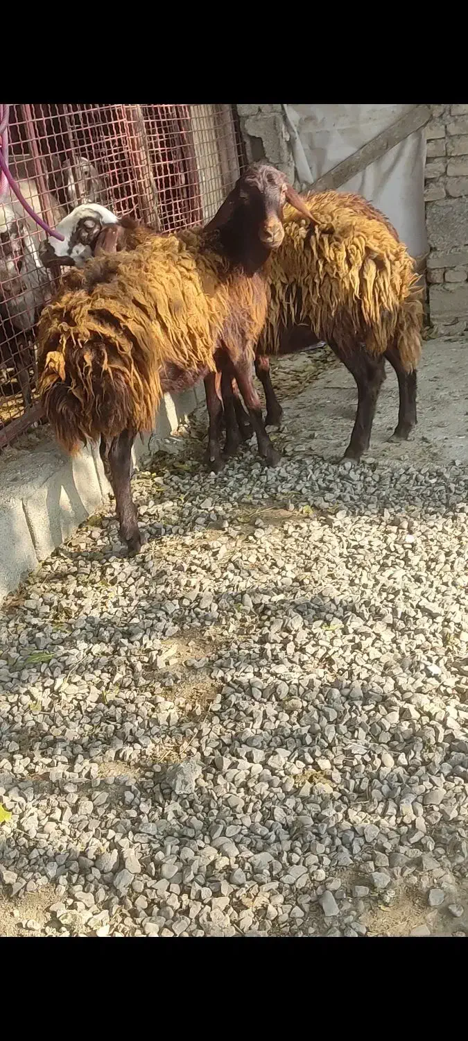 3راس ماده افشار|حیوانات مزرعه|آق قلا, |دیوار