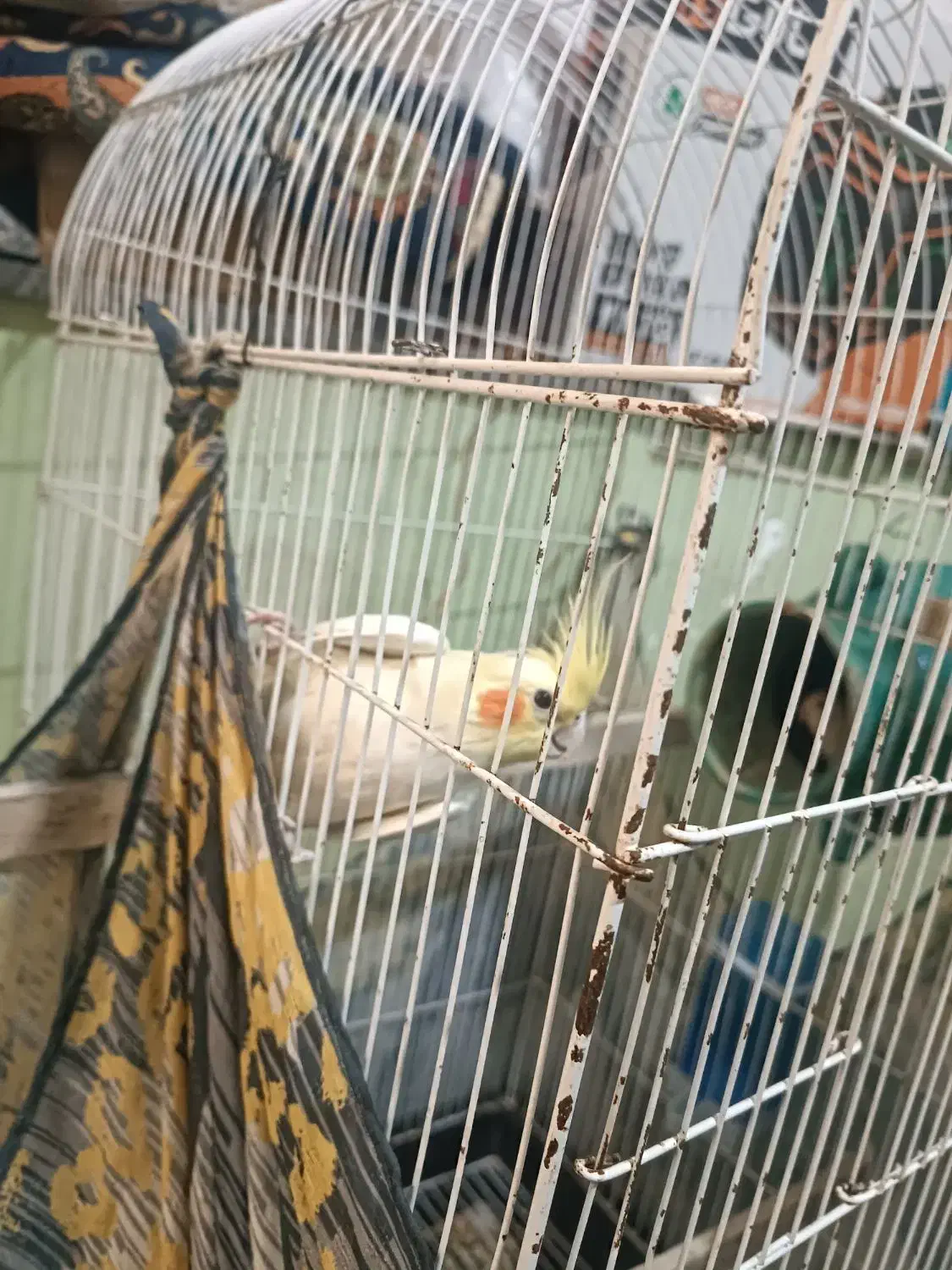 عروس هلندی بالغ ماده|پرنده|دلند, |دیوار