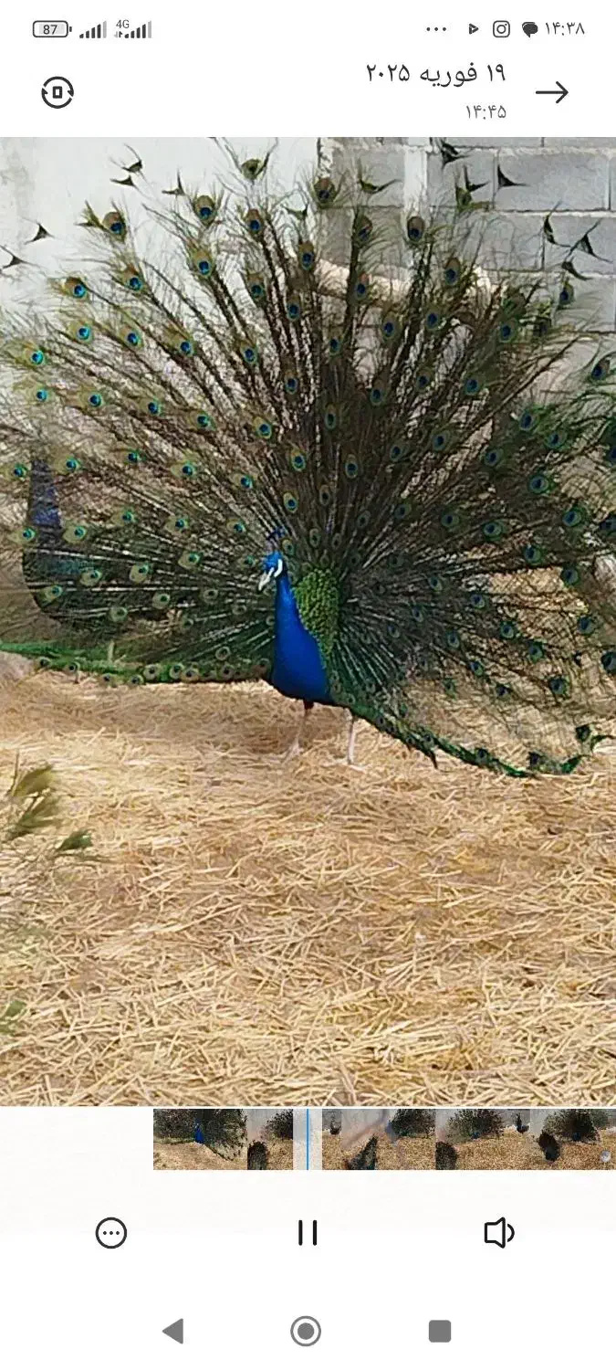 فروش دو عدد طاووس|حیوانات مزرعه|گل تپه, |دیوار