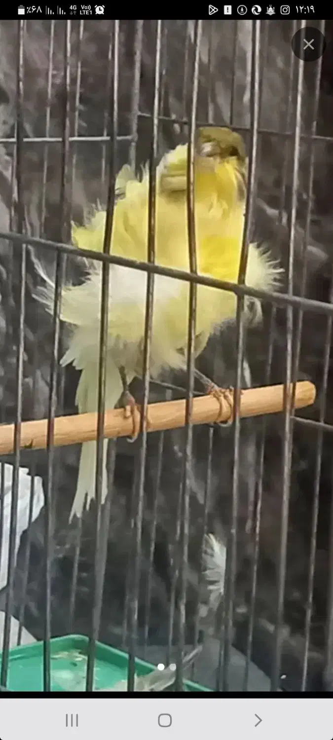 یکعدد ماده قناری فر|پرنده|لواسان, |دیوار