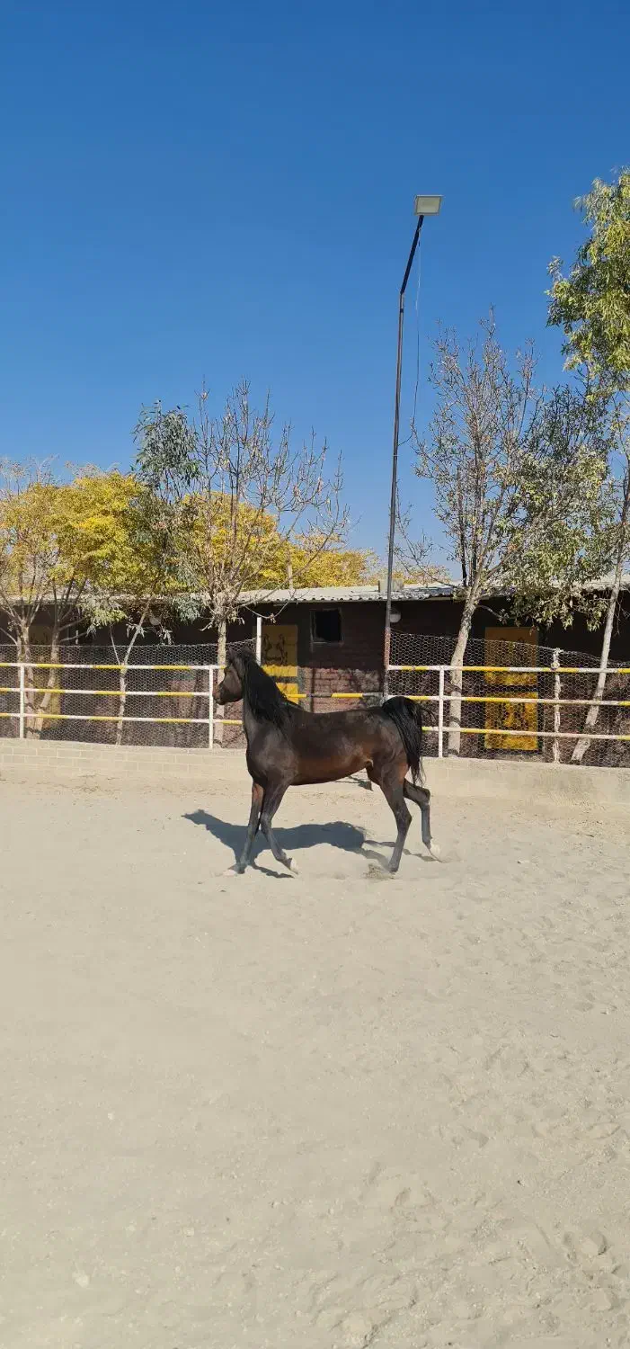 مادیان یک سر عرب مصری|اسب و تجهیزات اسب‌سواری|پرند, فاز ۲|دیوار