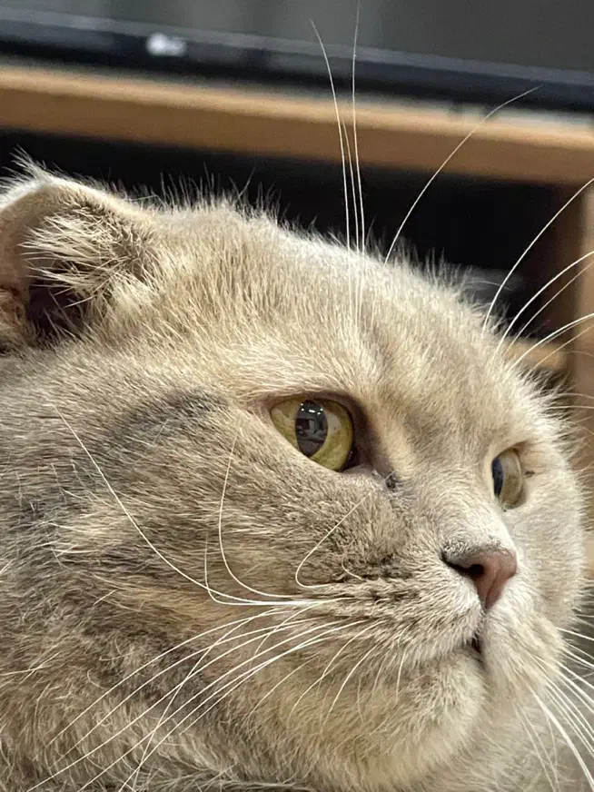 اسکاتیش فولد رنگ خاص طوسی گلد|گربه|قزوین, |دیوار