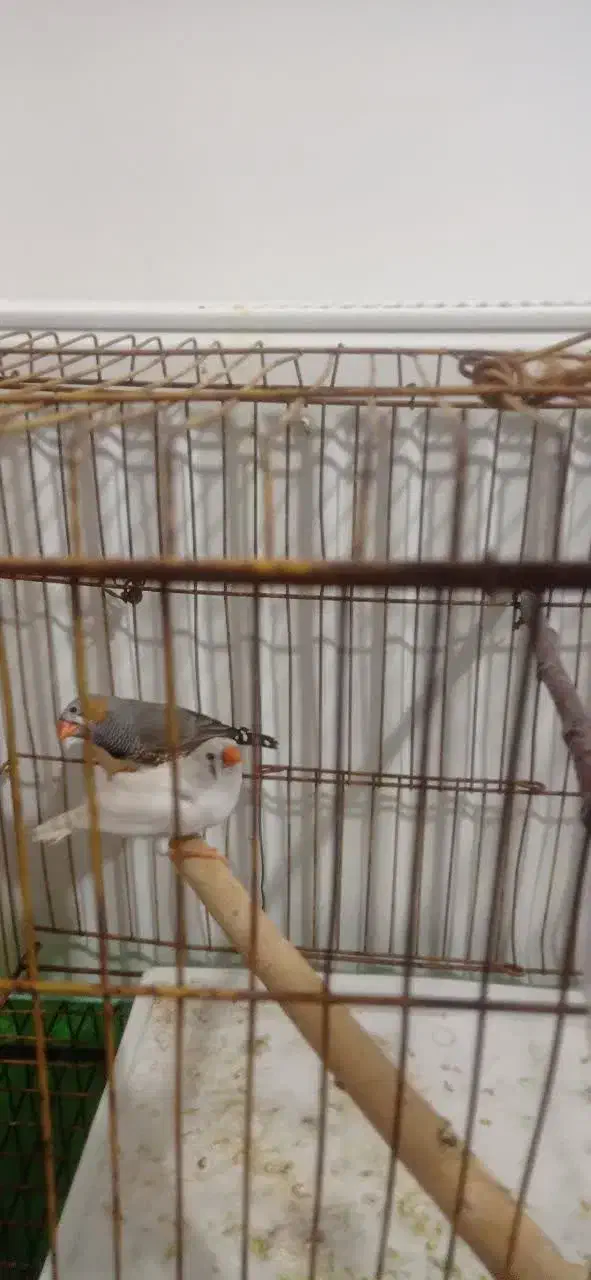 فروش جفت فنچ|پرنده|شیراز, درکی|دیوار