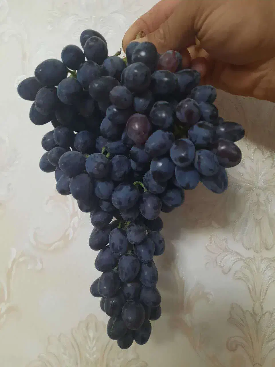 قلمه انگور|خدمات باغبانی و درختکاری|خرمآباد, |دیوار