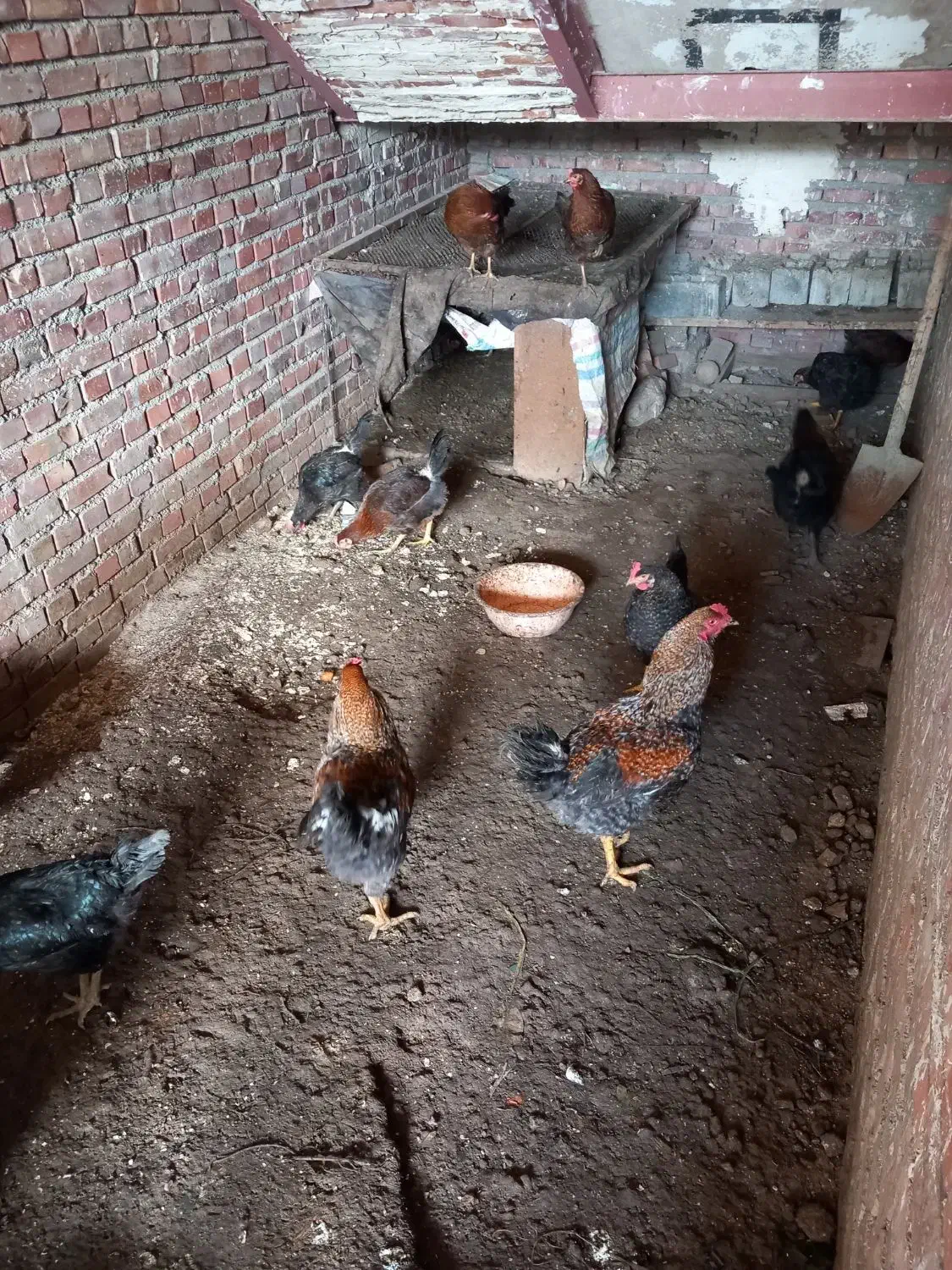 مرغ تخم گذار محلی|حیوانات مزرعه|نقده, |دیوار