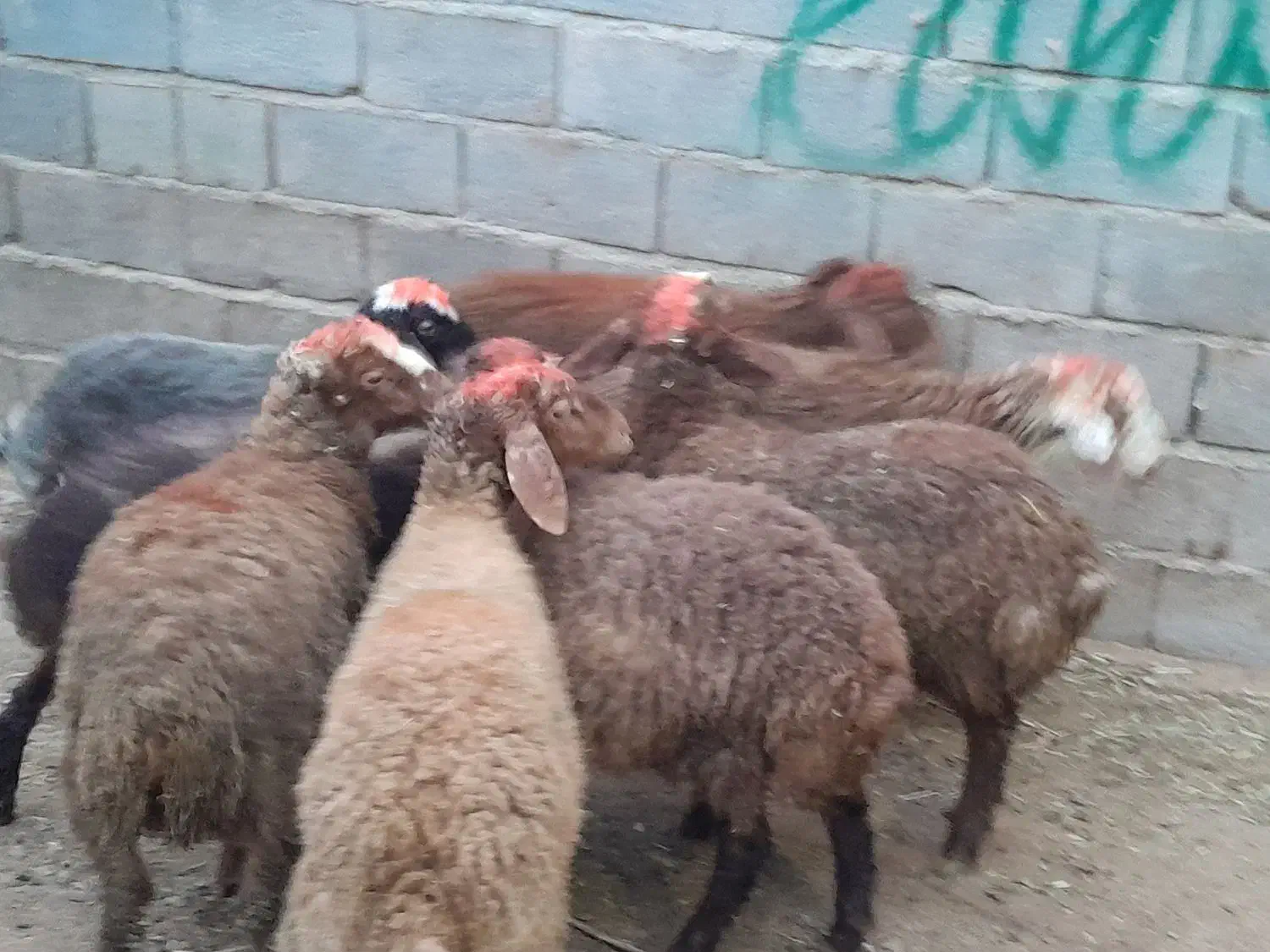 گوسفند کاور نر|حیوانات مزرعه|سنقر, |دیوار