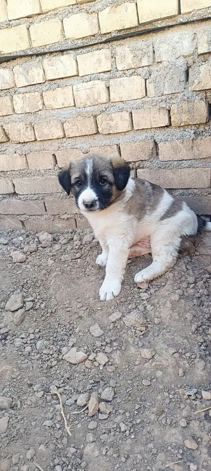 سگ نر|سگ|کارون, |دیوار