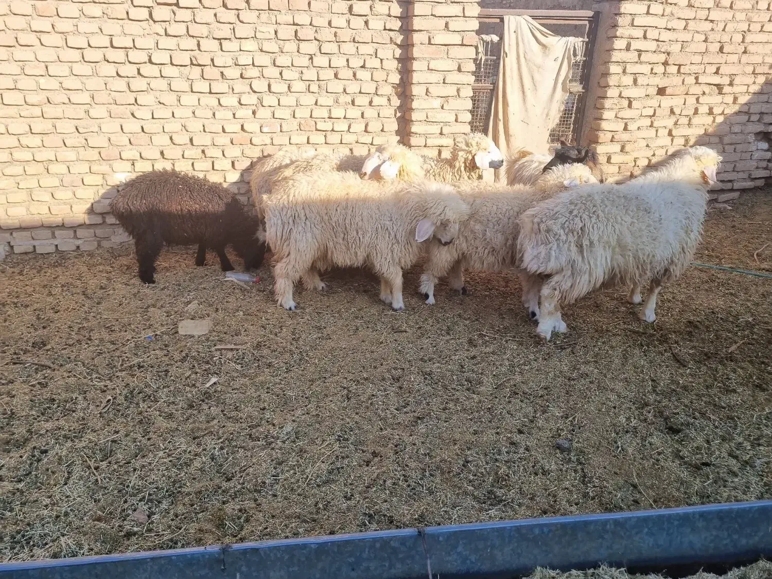 ۳بره ماده و۲ بره نر|حیوانات مزرعه|آیسک, |دیوار