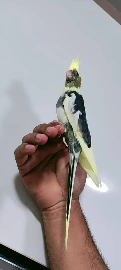 عروس هلندی ماده|پرنده|بندرعباس, |دیوار