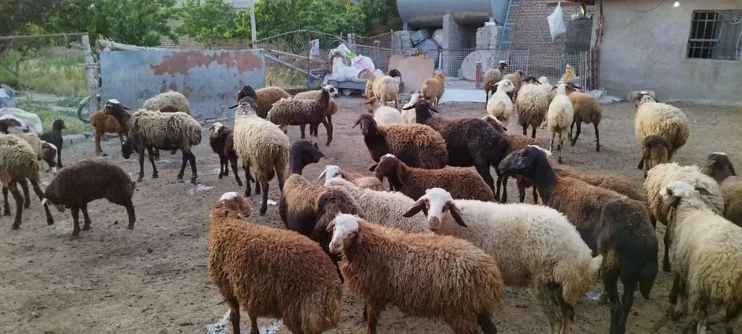 گوسفند و گوساله زنده و ذبح در محل|خدمات پذیرایی، مراسم|تهران, تهرانسر شرقی|دیوار