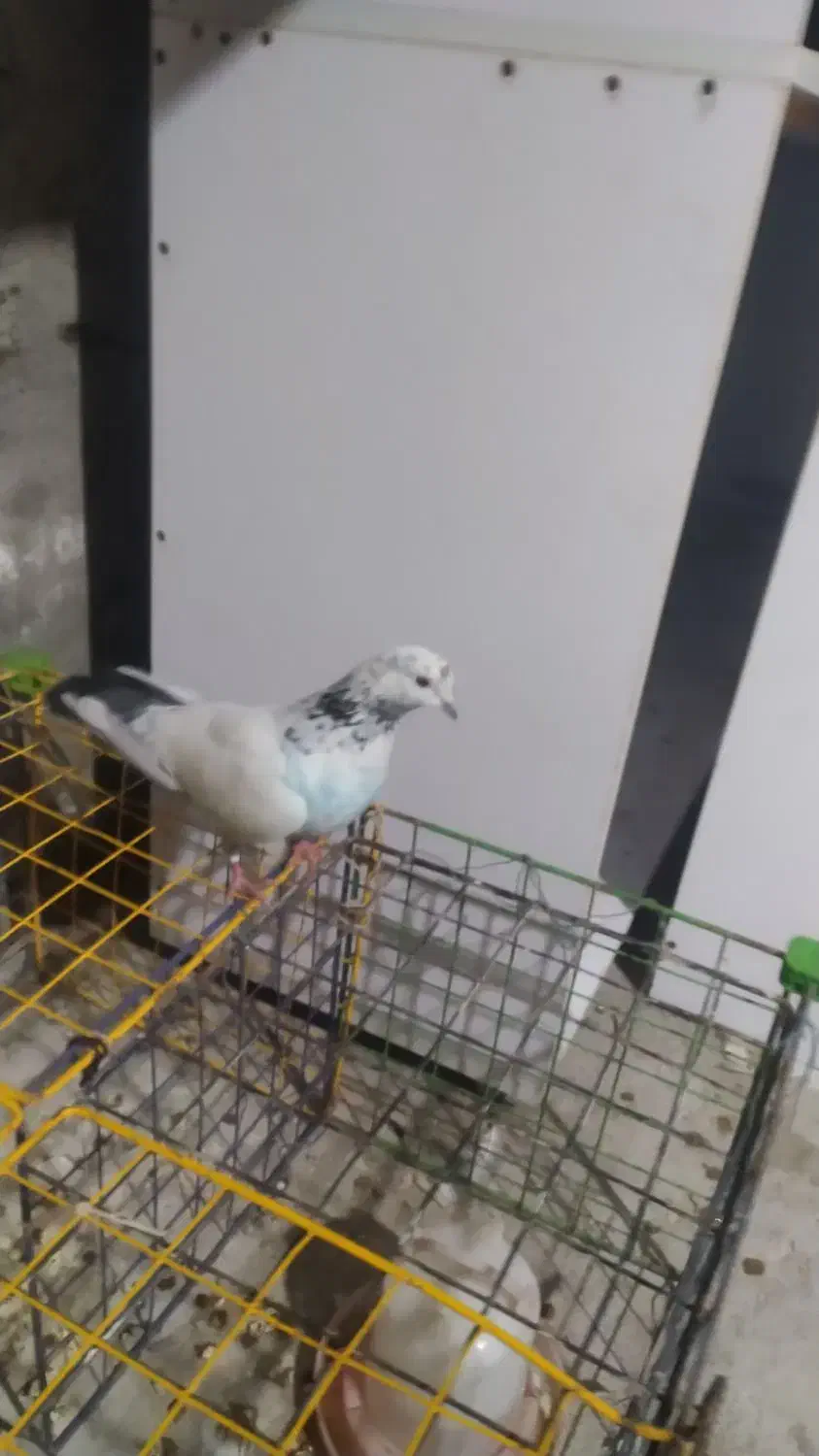 کبوتر|پرنده|گمیشان, |دیوار