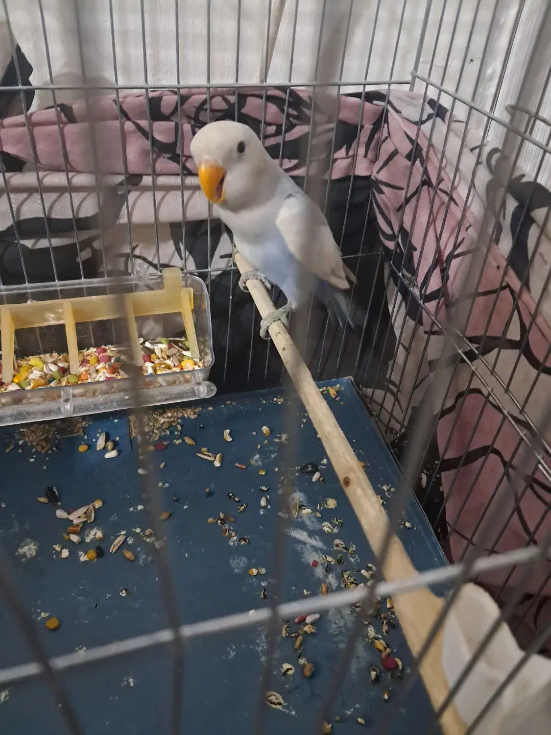 طوطی برزیلی دستی|پرنده|پاکدشت, پاکدشت (مامازند)|دیوار