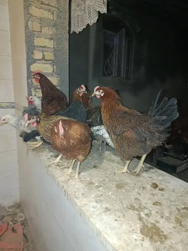 مرغتخم گزار و خروس|حیوانات مزرعه|جنت, |دیوار