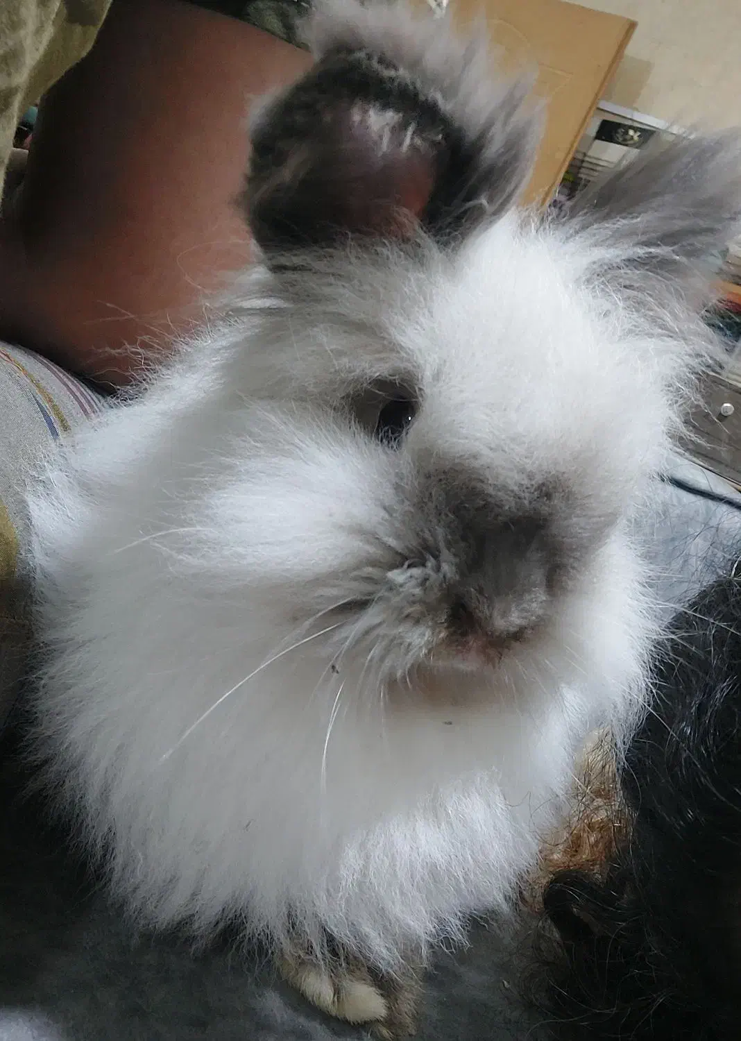 حیوان ها وسیله بازی نیستن  .خرگوش لوپ|موش و خرگوش|شهریار, شهریار|دیوار