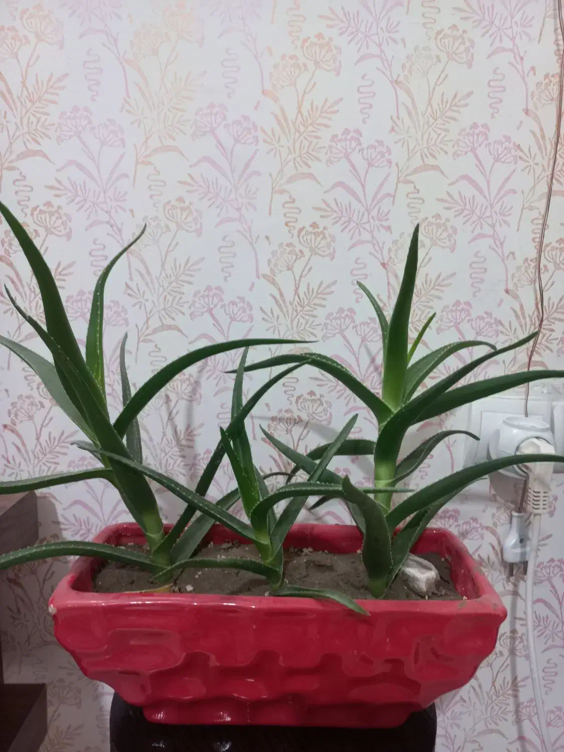 به دلیل جابجایی قصد فروش دارم|گل و گیاه طبیعی|گلبهار, شهر جدید گلبهار|دیوار