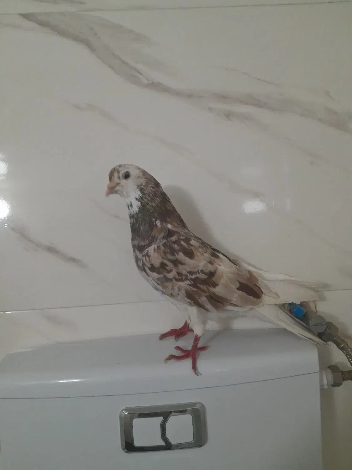 کبوتر پرشی|پرنده|صائین قلعه, |دیوار