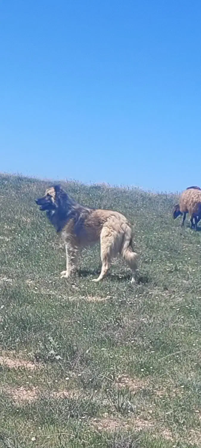 سرابی|سگ|گل تپه, |دیوار