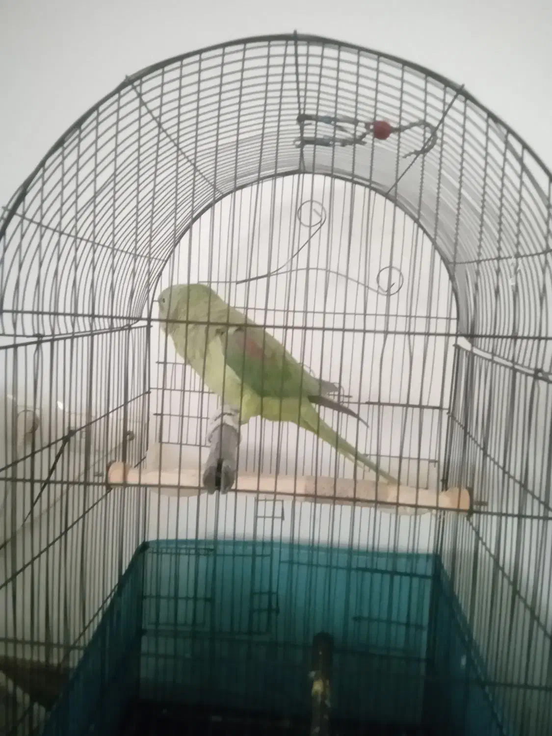 شاه طوطی با قفس سالم،وخیلی،سرحال|پرنده|سنندج, |دیوار