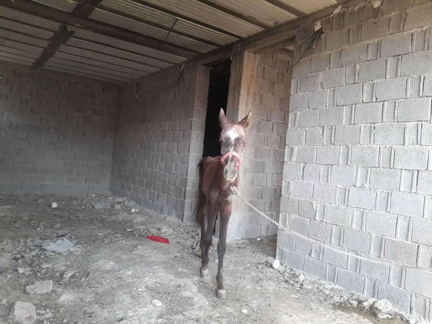 کره اسب نریون|اسب و تجهیزات اسبسواری|برازجان, |دیوار