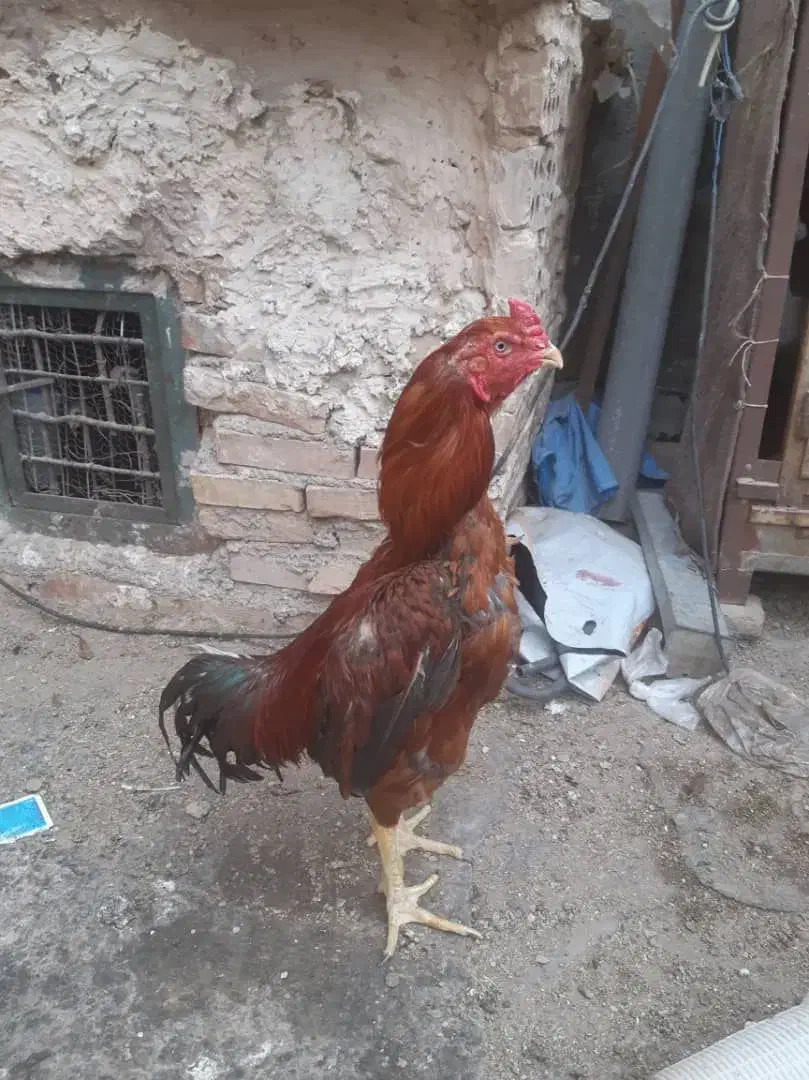 خروس لاری افغان|حیوانات مزرعه|پاکدشت, پاکدشت (مامازند)|دیوار