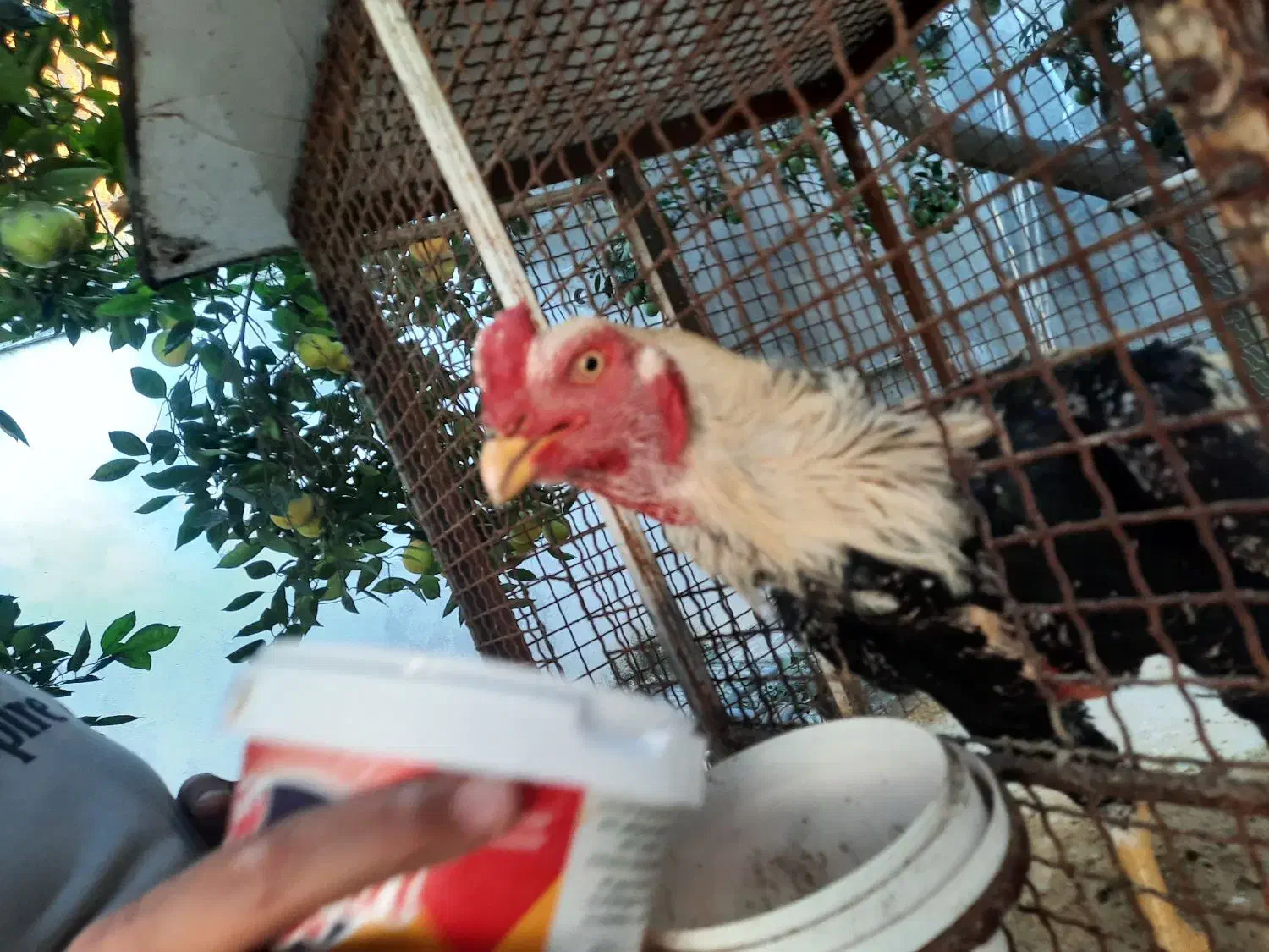 فروش سه عددمرغودوعددخروس نژاد دار لاری|حیوانات مزرعه|امیرکلا, |دیوار