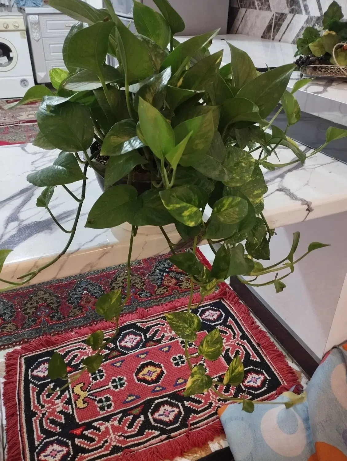 گل پتوس|گل و گیاه طبیعی|کرمان, |دیوار