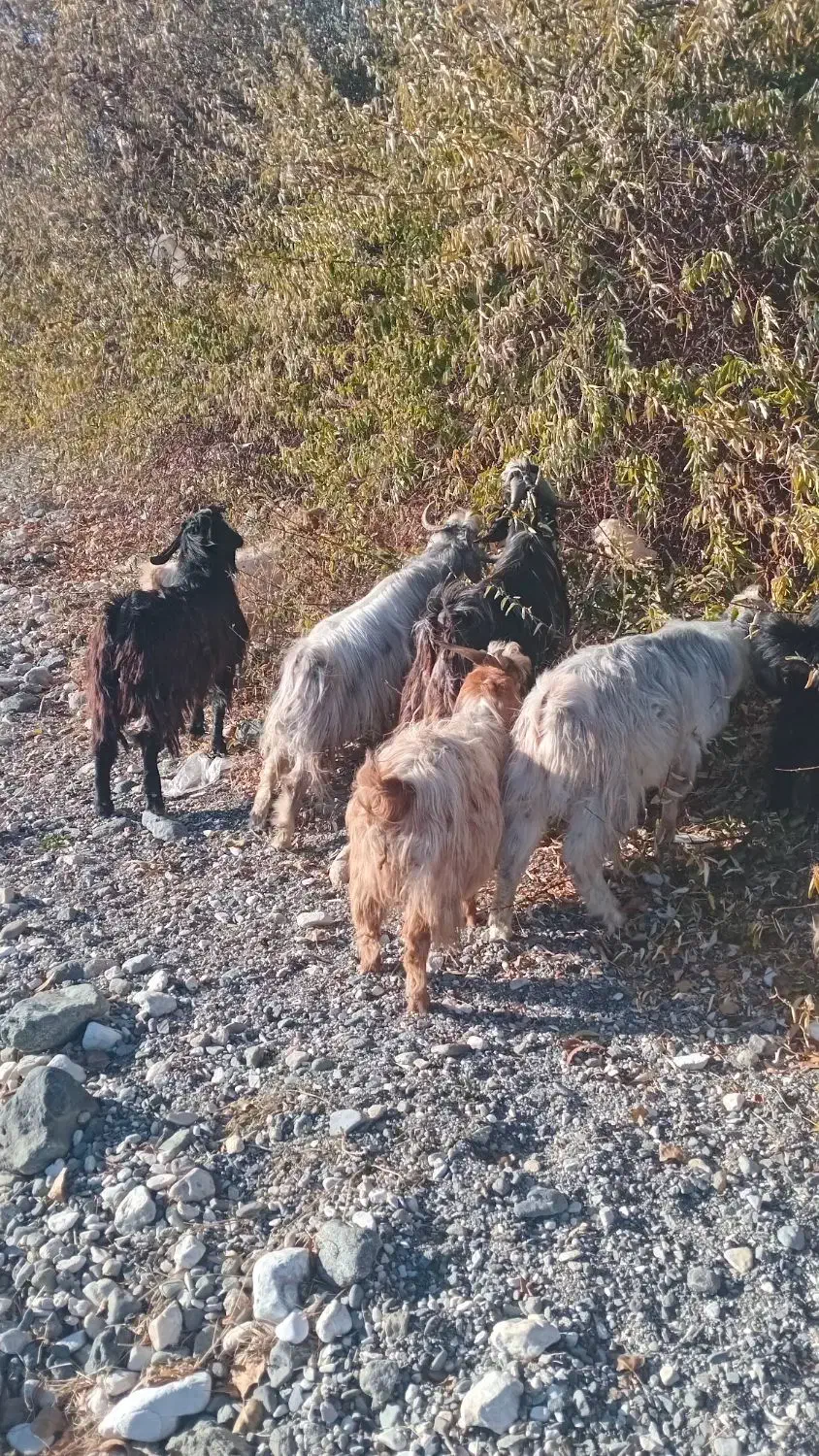 بزغاله|حیوانات مزرعه|سیلوانه, |دیوار