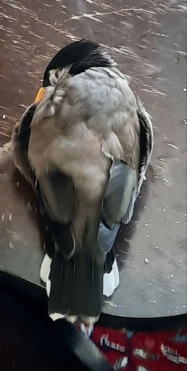 مرغ مینام گم شده گلبهار|پرنده|گلبهار, شهر جدید گلبهار|دیوار