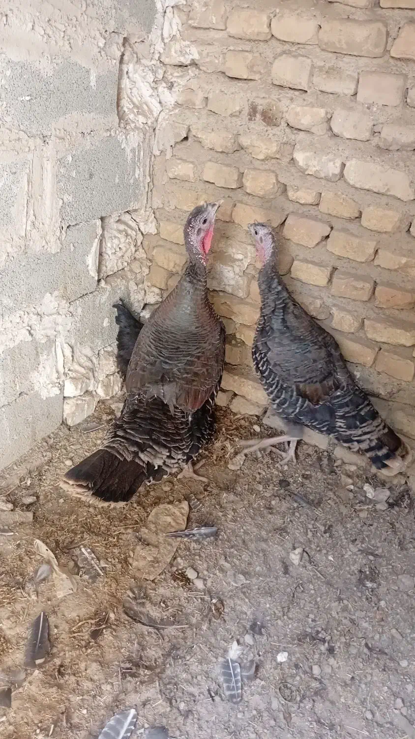 بوقلمون ماده|حیوانات مزرعه|تنکمان, |دیوار