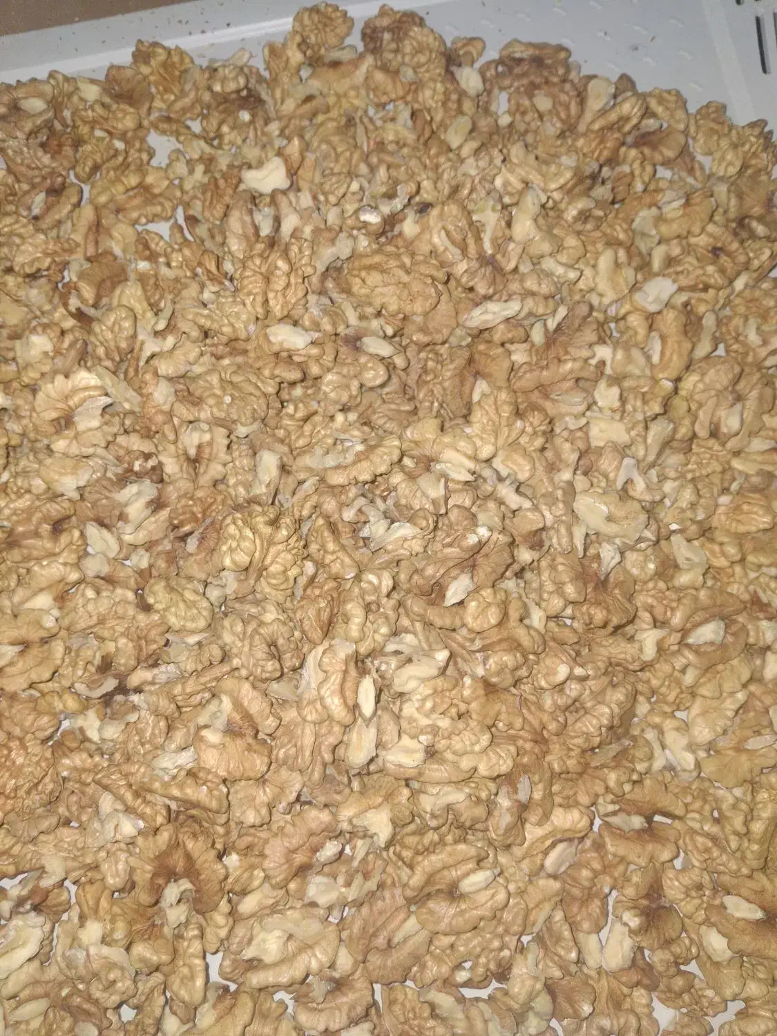 مغز گردو درجه یک ایرانی|خوردنی و آشامیدنی|شاهینشهر, خبرنگار|دیوار