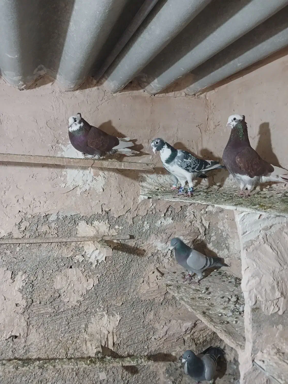 کفتر تهرانی شازده قرمز|پرنده|تهران, شهرک رضویه|دیوار