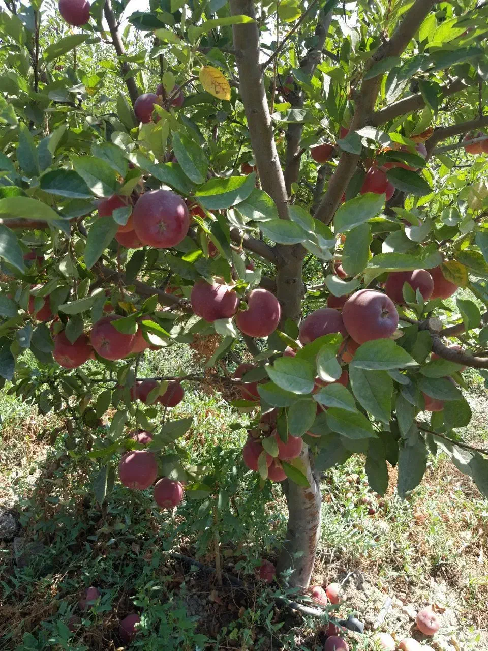 نهال سیب پایه رویشی (پایه خارجی)|خدمات باغبانی و درختکاری|نقده, |دیوار
