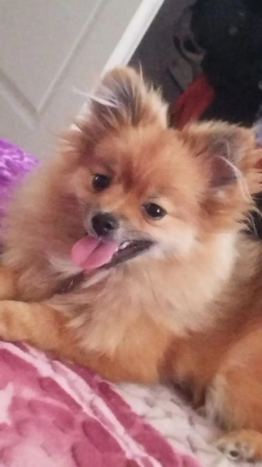 سگ گمشده|حیوانات|فسا, |دیوار