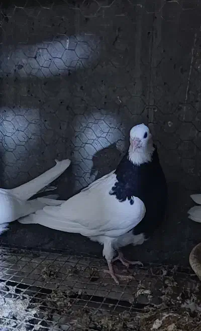 جوجه کفتر طوقی واکسی ۳ عدد|پرنده|فولادشهر, سایت صنعتی کاوه|دیوار