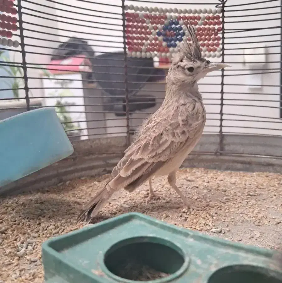 قناری نرآواز خوان ویک سهره خاکی|پرنده|مرودشت, رامجرد یک|دیوار