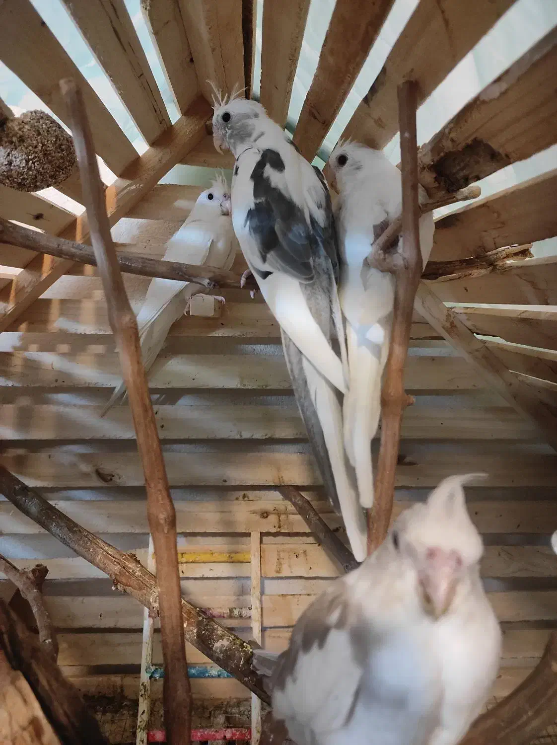 عروس هلندی|پرنده|شیروان (خراسان), |دیوار