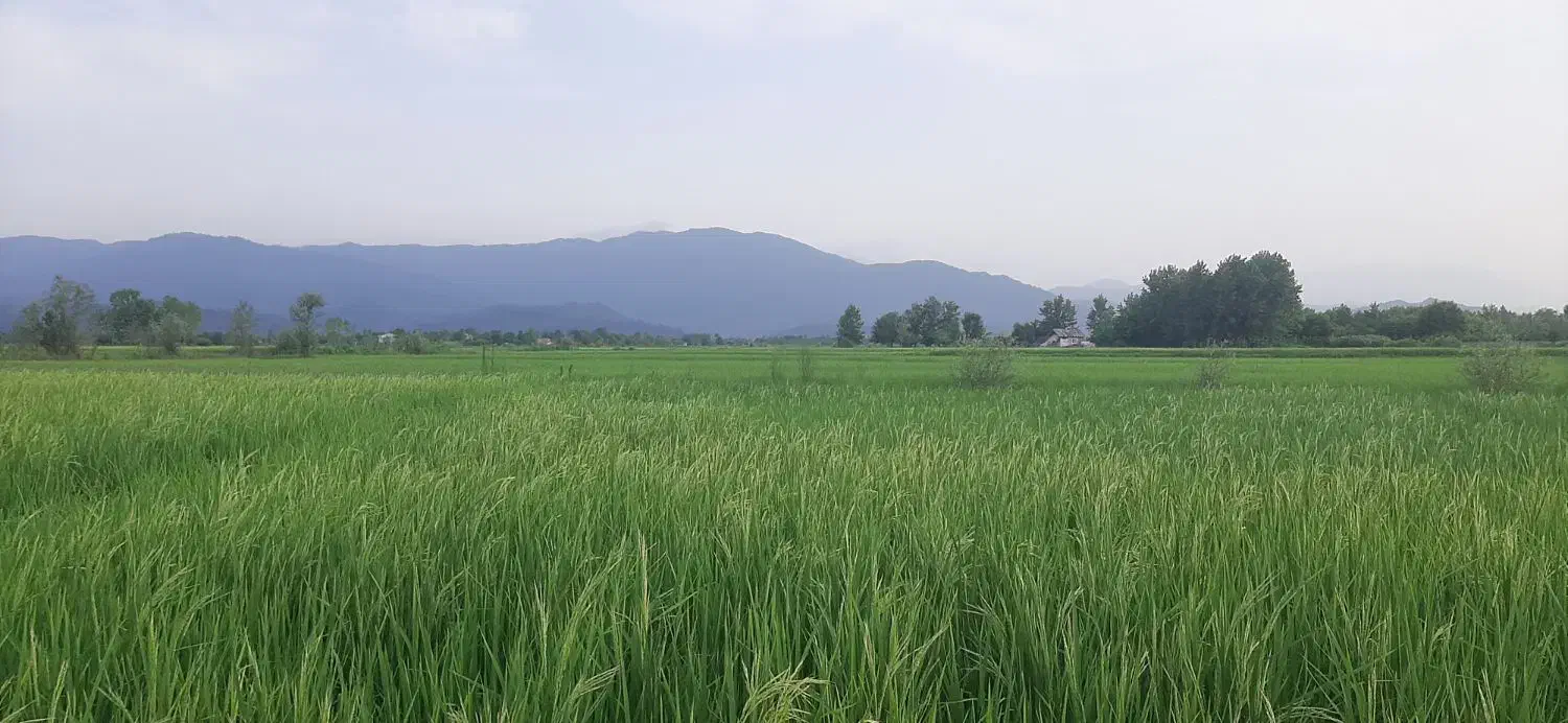 فروش زمین کشاورزی  فوری|فروش دفتر صنعتی، کشاورزی، تجاری|لاهیجان, لیالستان|دیوار