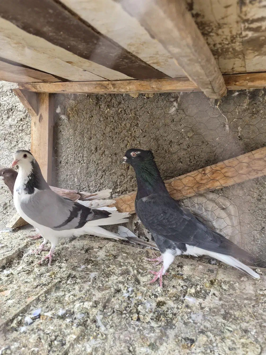 کبوتر دم گیر دستگردی خرقه سرخ|پرنده|خمینی‌شهر, |دیوار