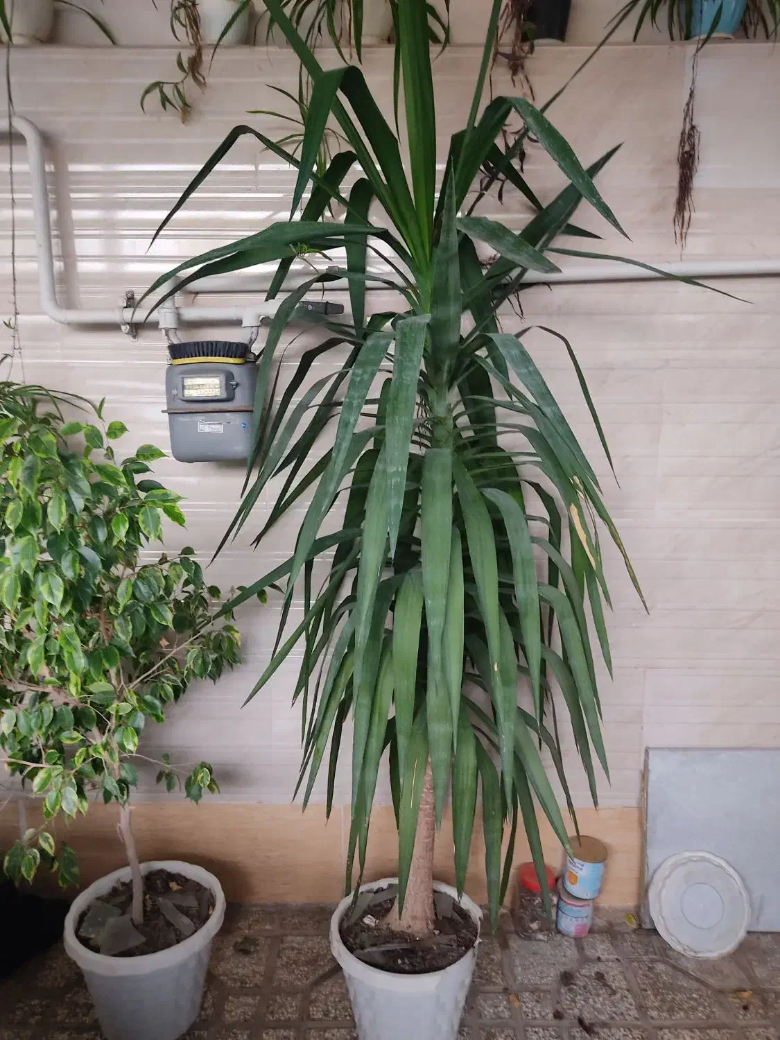 گل و گیاه|گل و گیاه طبیعی|فاضل آباد, |دیوار