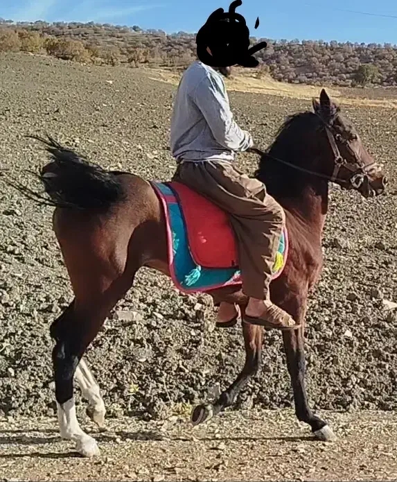 اسب کورد|حیوانات مزرعه|زمکان, |دیوار