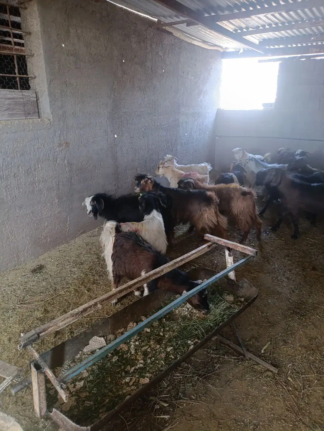 17راس بزغاله نر درجه یک|حیوانات مزرعه|آران و بیدگل, |دیوار