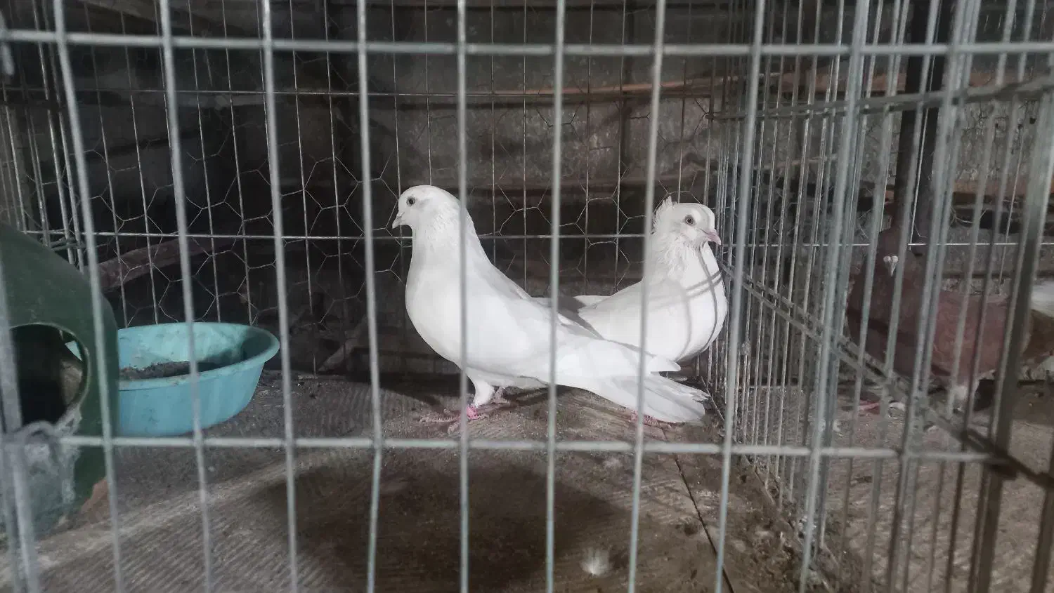 نروماده پرشی تضمینی|پرنده|اصفهان, دستگرده|دیوار