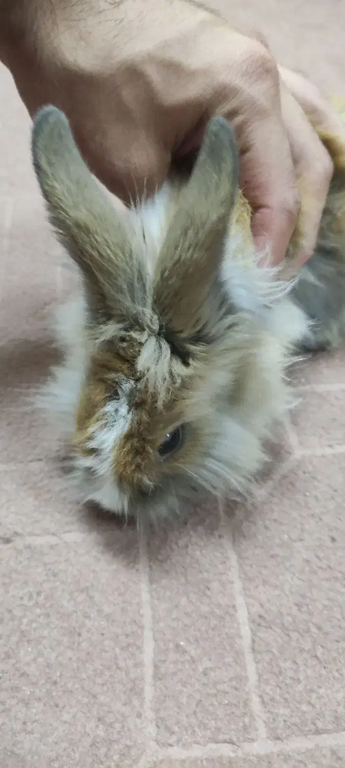 خرگوش|موش و خرگوش|اصفهان, شهرک قدس|دیوار