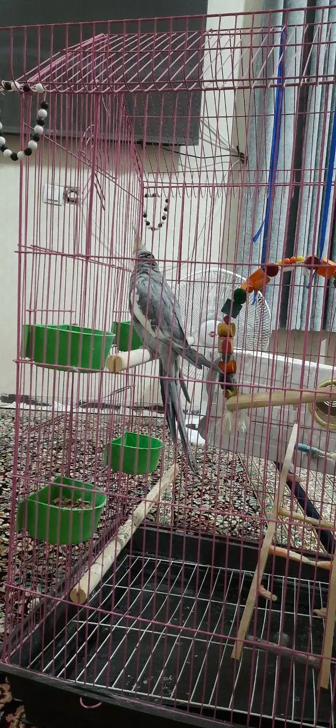 عروس هلندی|پرنده|جیرفت, |دیوار