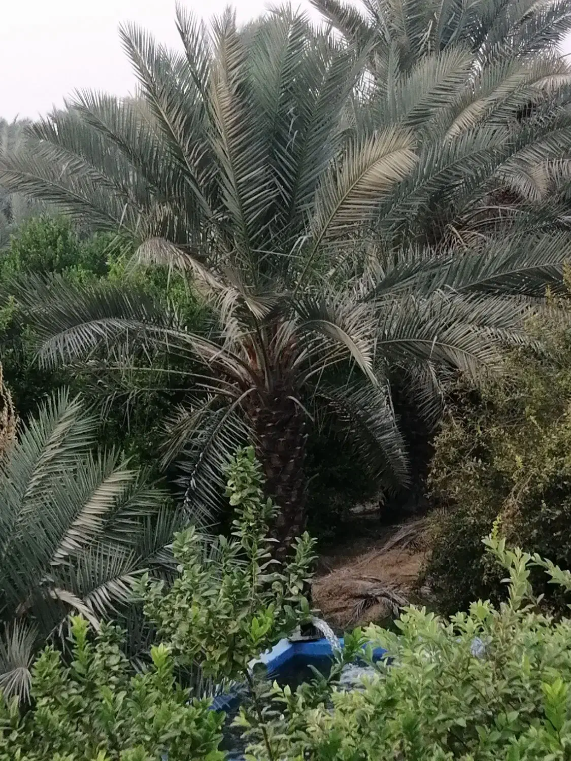 فروش باغ نخیلات و مرکبات در شهر جم|فروش زمین و ملک کلنگی|ریز, |دیوار